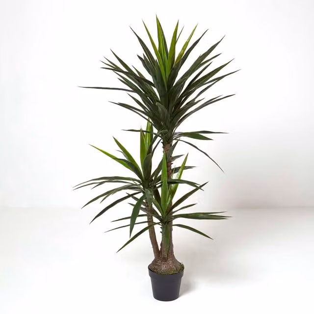Homescapes Green Yucca Tree in Pot, Height: 150 cm