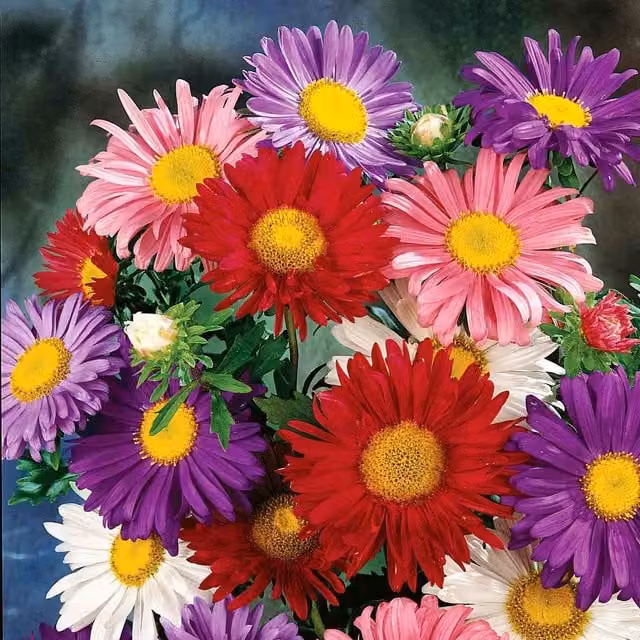 Unwins China Mix Multicolour Ornamental Flower Seeds