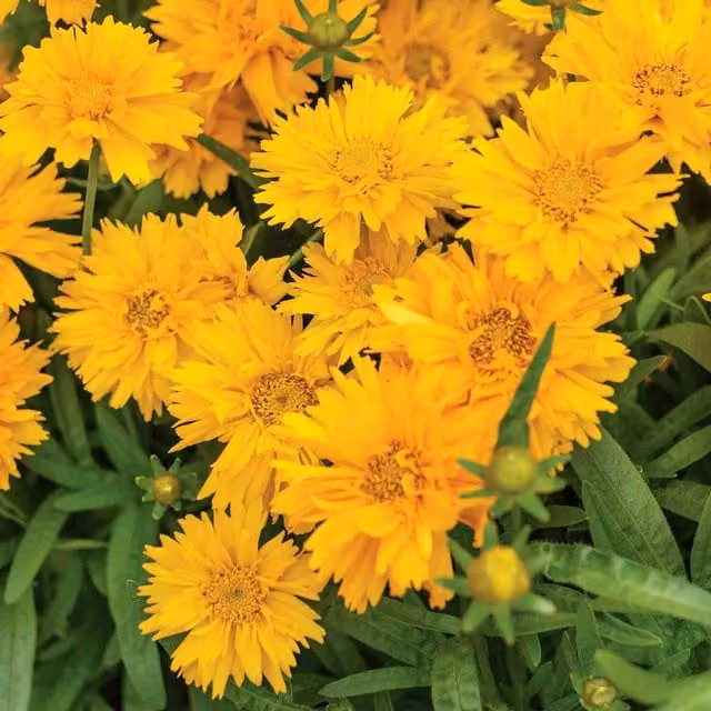 Marshalls Garden Coreopsis Double The Sun Hardy Yellow Double-Flowering Perennial 9cm Plant
