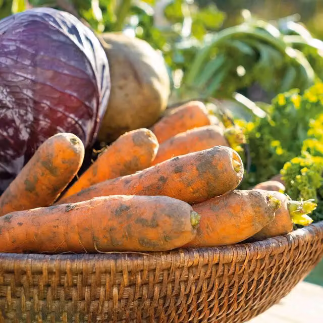 Marshalls Garden Amsterdam Forcing 3 Early Carrot Seeds, 2200 Seeds, Orange – 2