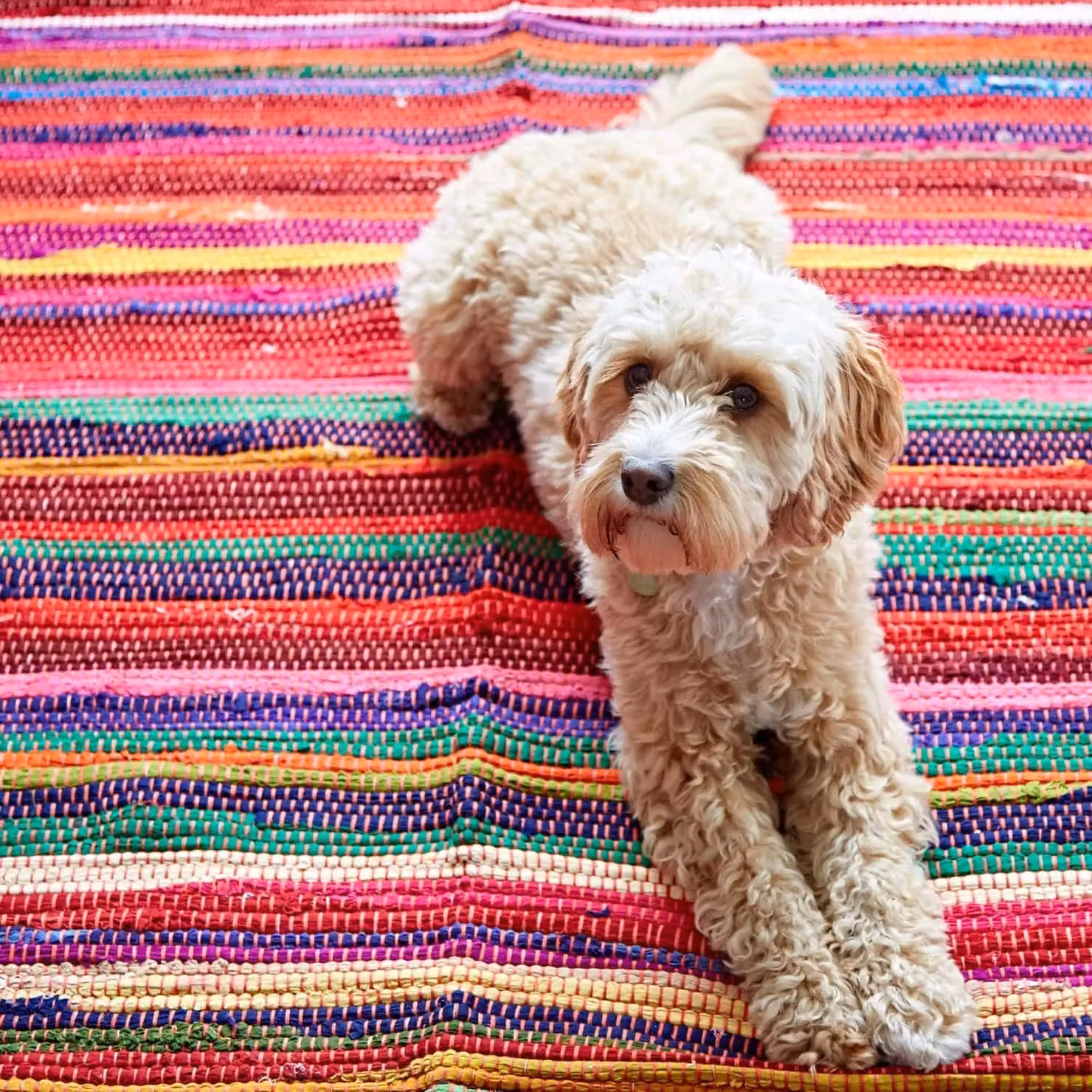 Paper High Multicoloured Striped Reclaimed Rag Rug, W: 75 cm, L: 180 cm – 3