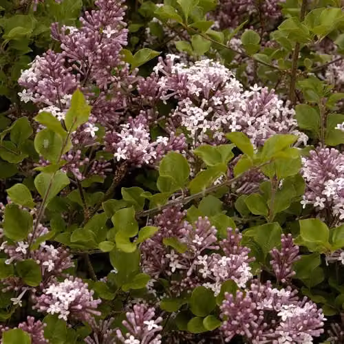 YouGarden Syringa Palibin Dwarf Lilac Ornamental Shrub, Purple and Green, 3L – 3