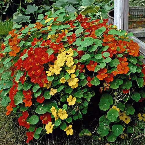Thompson & Morgan Alaska Mixed Nasturtium Seeds, Multicolour Indian Cress Flowering Garden Plants, 30 Seeds