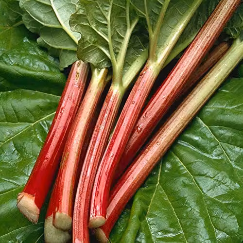Thompson and Morgan Rhubarb Champagne Budded Pieces, 2 Pack – 2