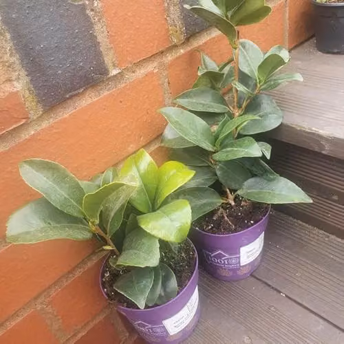 Thompson and Morgan Camellia 1001 Summer Nights Hardy Evergreen Ornamental Shrub, 3 Litre Pot – 2