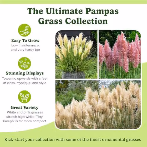 YouGarden Pampas Grass Collection, Set of Three Pink and White Cortaderia Ornamental Shrubs in 9cm Pots – 4