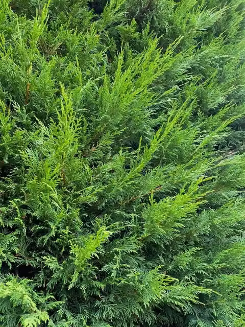 Direct Plants Green Leylandii Evergreen Conifer Trees for Hedging, 3L Potted