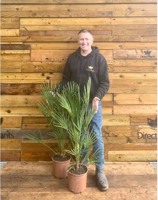 Direct Plants Chamaerops European Fan Palm Tree, Green, 7.5L Pot