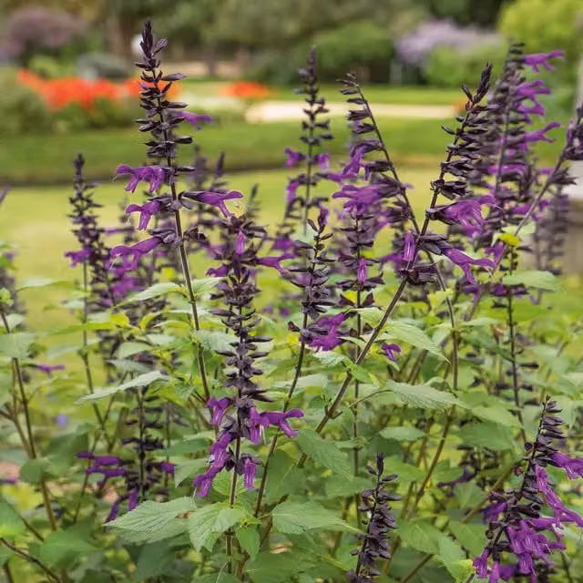 Marshalls Salvia Amistad Hardy Purple Perennial Plant
