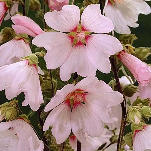 YouGarden 3 x Patio Lavatera Mallow Barnsley Baby Pink and White Perennial Flowering Plants in 9cm Pots – 3