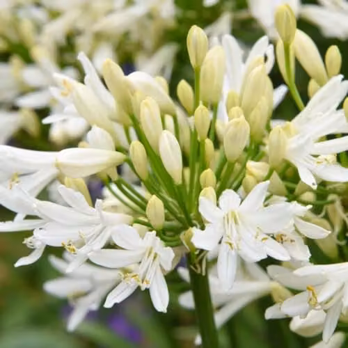 Thompson and Morgan Agapanthus Ever White Perennial, 2.5 Litre – 4