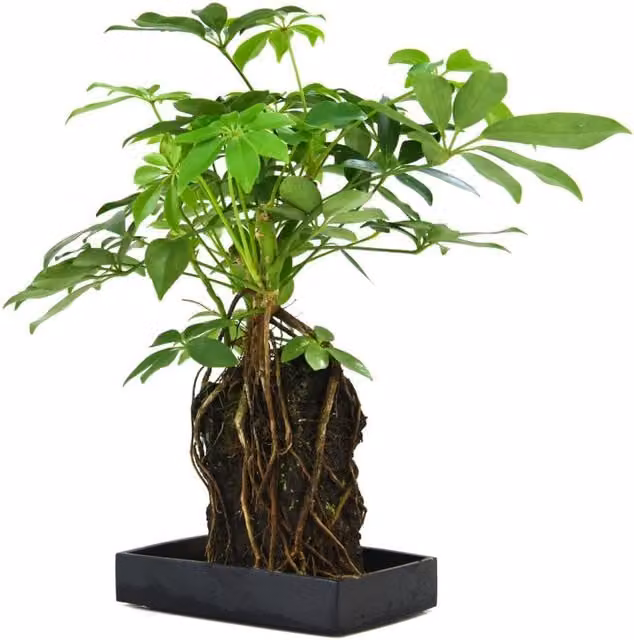 Thompson & Morgan Lova Schefflera Indoor Plant with Green Foliage on a Wooden Tray