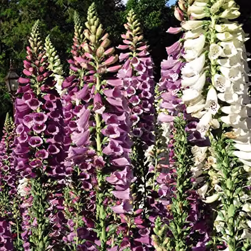 Thompson & Morgan Foxglove Digitalis purpurea Excelsior Hybrids Mixed Colour Garden Ready Plants, 30 Pack – 2