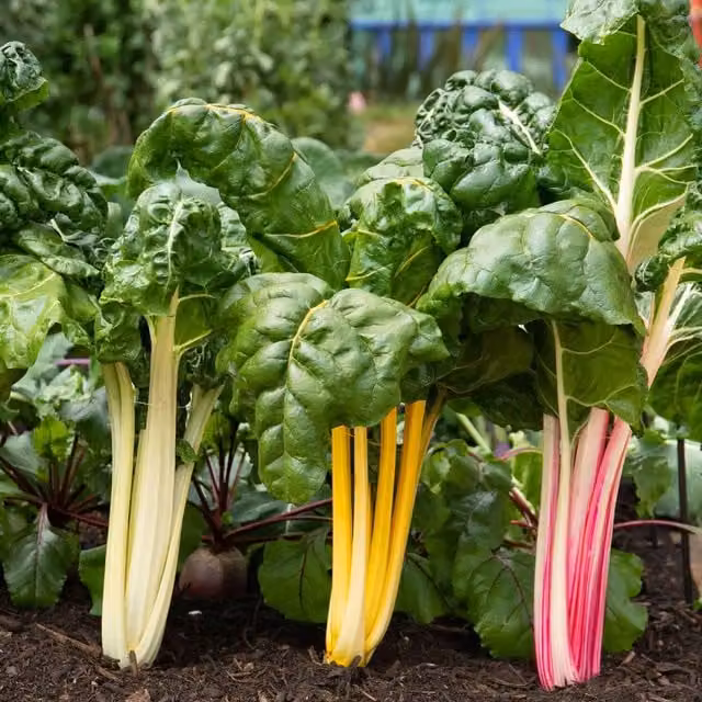 Marshalls Bright Lights Swiss Chard Vegetable Seeds, Multicolour, 100 Seeds