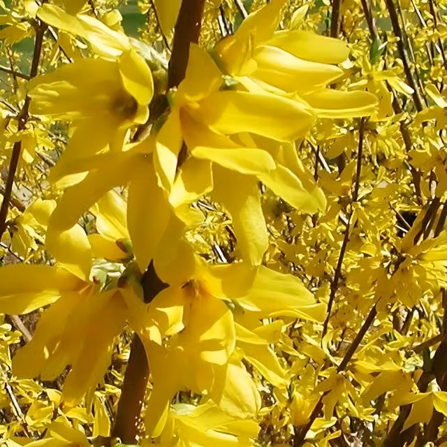 Direct Plants 3x Forsythia Lynwoodii Gold Ornamental Garden Shrubs, Yellow