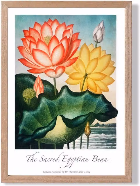 ARTZE Egyptian Bean Flower Vintage Floral Framed Print, Red Oak Frame, A2