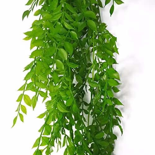 Leaf Design UK Hanging String of Pearls Fern Plant, Green, 100 cm – 3