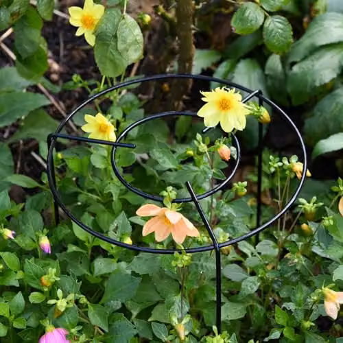 Garden Gear Double Round Grow Through Grid Ring Plant Support, Height: 30 cm, Pack of 5 – 2