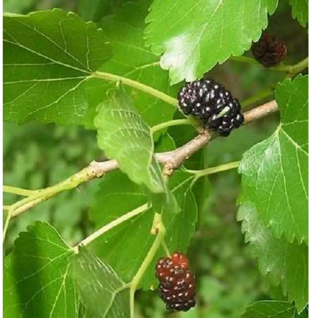 Direct Plants Morus Nigra Black Mulberry Fruit Tree in 3L Pot