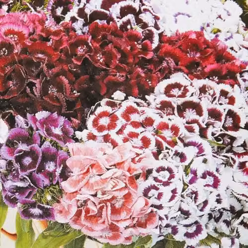 Mr Fothergill's Sweet William Electron Mixed Multicolour Flower Seeds – 3