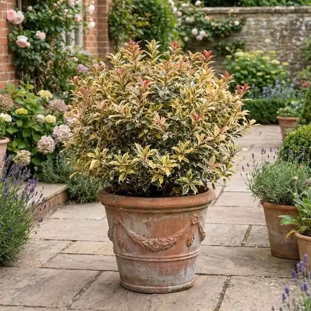 Plants By Post Osmanthus Goshiki Variegated Evergreen Ornamental Shrub, Multi-coloured, 3L Pot