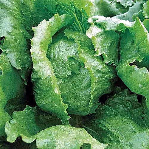 Thompson & Morgan Antarctica Iceberg Lettuce Vegetable Seeds