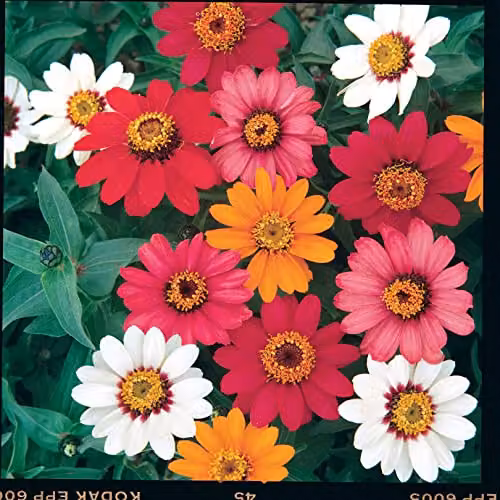 Johnsons Zinnia Pinwheel Multicolour Ornamental Flower Seeds – 3