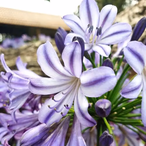 Thompson and Morgan Agapanthus Poppin Star Purple Long-Flowering Perennial, 2 Litre Pot – 2