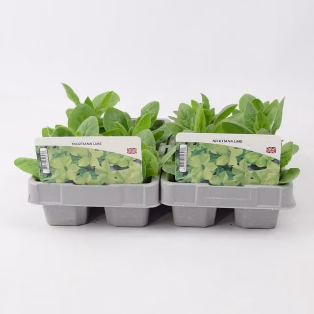 Plants By Post Nicotiana Lime Bedding Plants, 12 Pack, Green