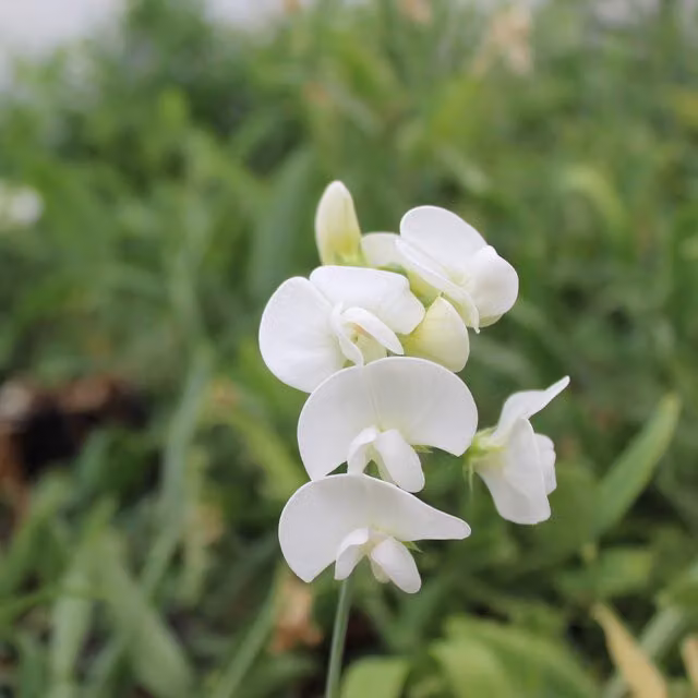 Plants By Post Lathyrus latifolius Perennial Climber, Pure White