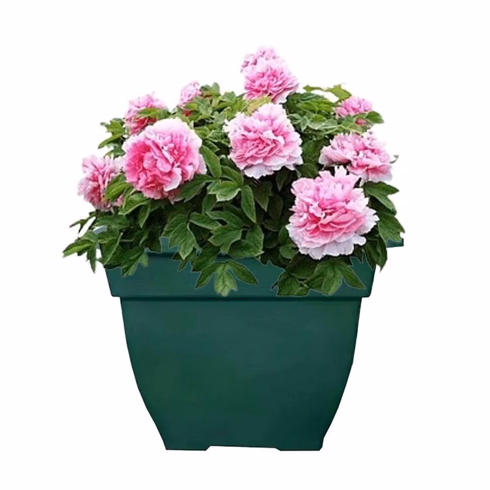 SPETLEK Green Large Square Bell Planter Plastic Pot – 2