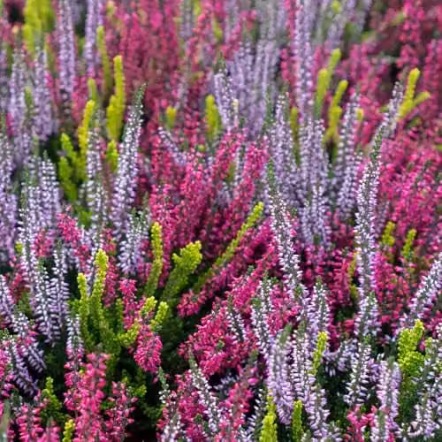YouGarden Four Seasons Heather Collection, Set of 12 Multicolour Ornamental Shrubs in 9cm Pots – 3