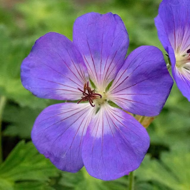 Marshalls Garden Blue and White Perennial Geranium Rozanne Ground Cover Plant