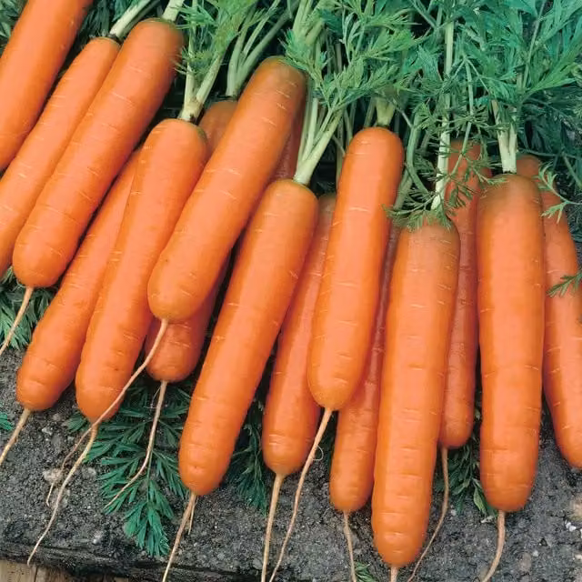 Unwins Early Scarlet Horn Carrot Vegetable Seeds, Orange