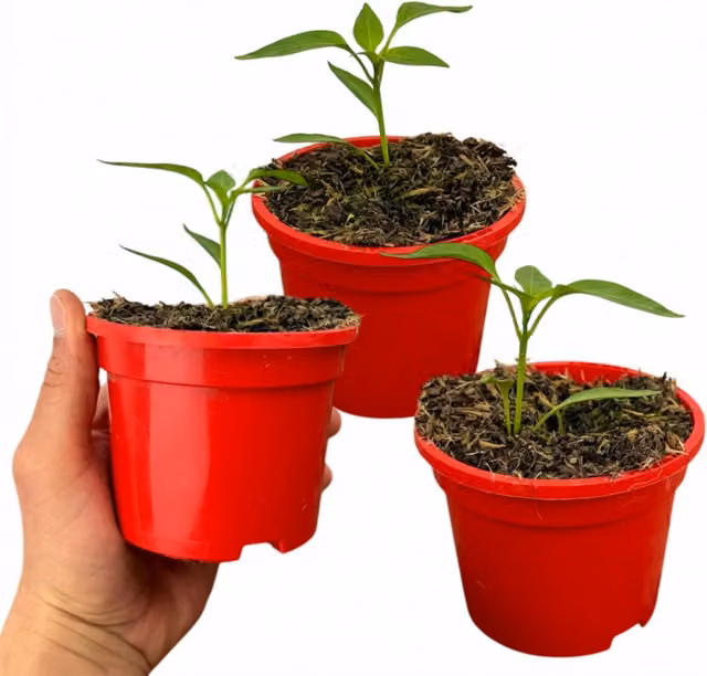 Plants by Post Armageddon Super Hot Chilli Pepper Plants, Set of 3, Green to Red