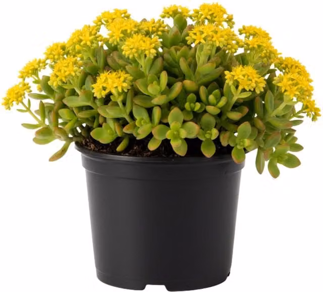 Plants by Post Sedum Oreganum Oregon Stonecrop Perennial Ground Cover Potted Plant, 1L, Green, Red and Yellow
