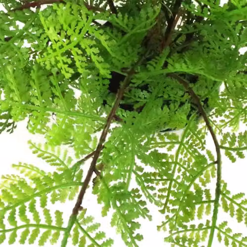 Leaf Green Potted Artificial Lady Fern Plant, 30 cm Height – 3