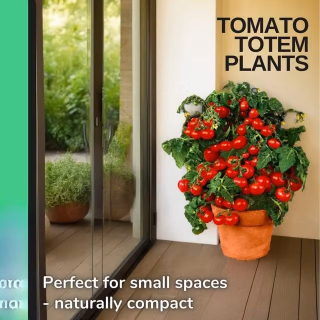 Plants By Post Tomato Totem Compact Cherry Tomato Red in 2L Pot