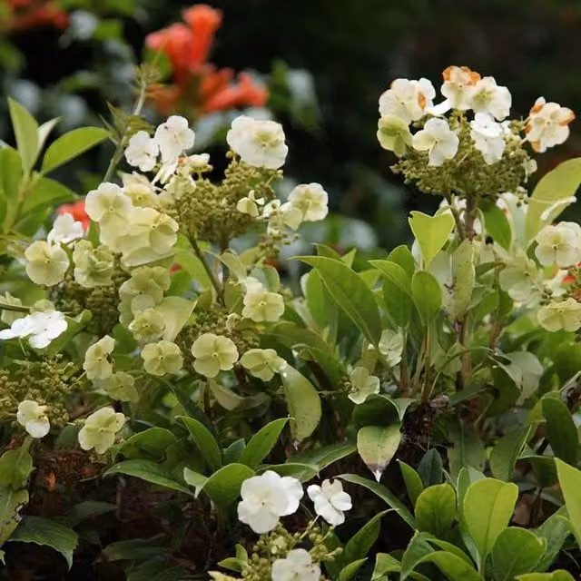 Plant Theory Hydrangea Seemannii Flowering Vine Climbing Plant, Green and White