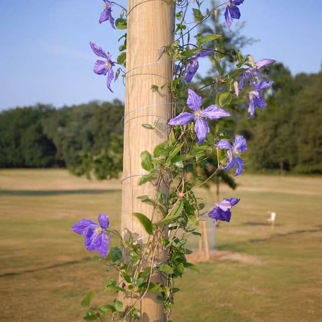 Primrose Garden Brown Wooden Climbing Plant Support Pole, Height: 4 m – 1