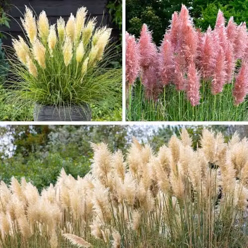 YouGarden Pampas Grass Collection, Set of Three Pink and White Cortaderia Ornamental Shrubs in 9cm Pots – 1