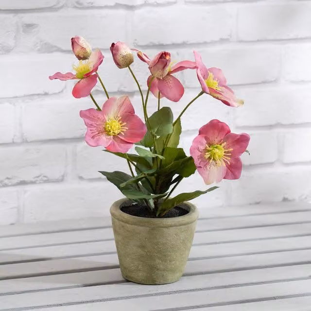 Scottish Everlastings Ltd Pink Hellebore Potted Floral Ceramic Tabletop Plant