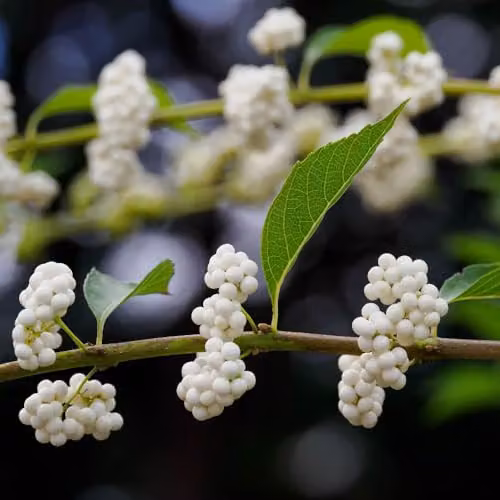 Thompson & Morgan Callicarpa bodinieri Magical Snow Queen White Beauty Berry Shrub with Decorative Winter Berries, 9cm Pot
