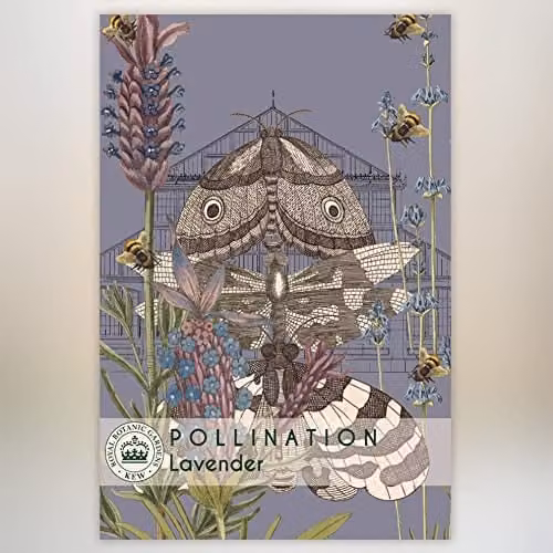 Thompson and Morgan Lavender Munstead Kew Pollination Collection Lavandula angustifolia English Lavender Purple Flower Seeds (Approx. 110 Seeds)