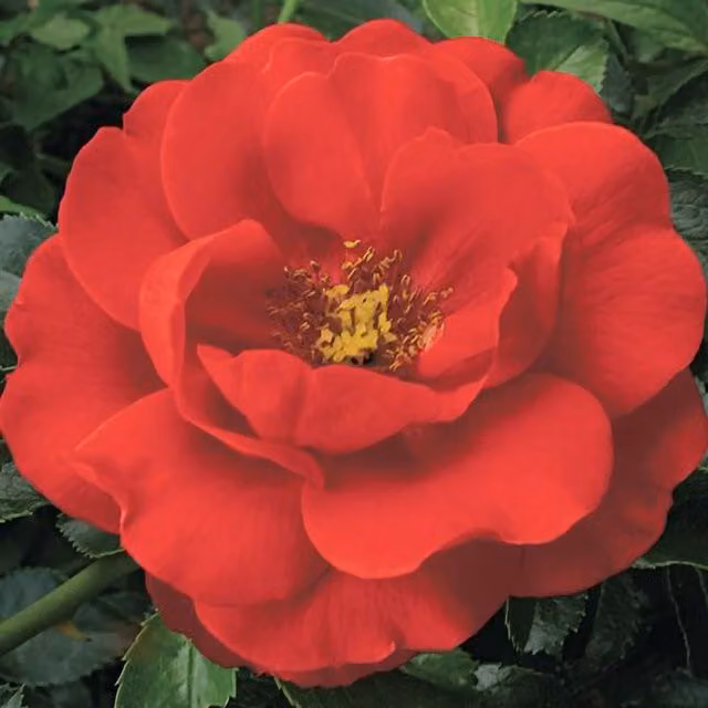 Plant Theory Scarlet Rose Ornamental Shrub, Red Ground Cover, 4L Pot