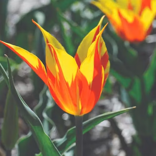 Thompson & Morgan Tulip Fire Wings Red and Yellow Spring Bulbs, 8 Bulbs – 1