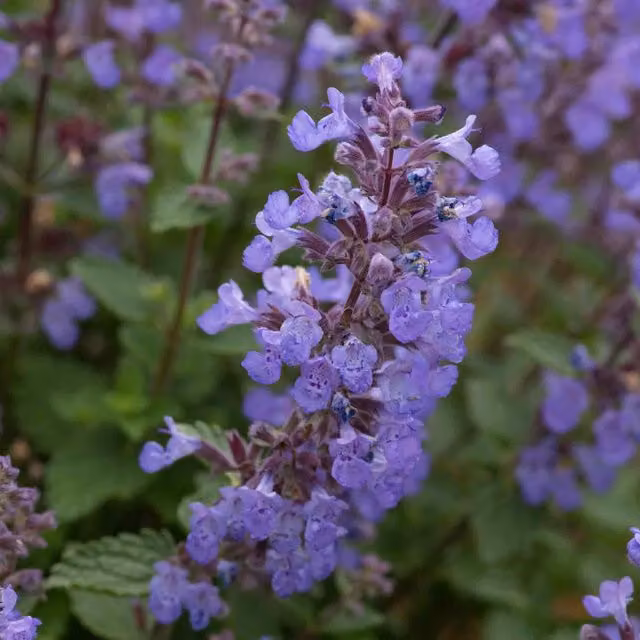 Marshalls Garden Nepeta Purssian Blue Perennial Ground Cover Plant, Blue/Grey/Purple, Pack of 3