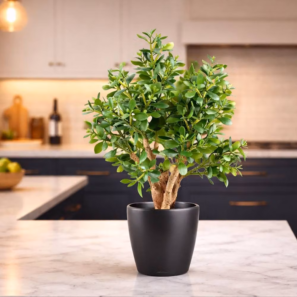 Leaf Premium Deluxe Artificial Jade Plant in Green, Height: 70 cm – 3