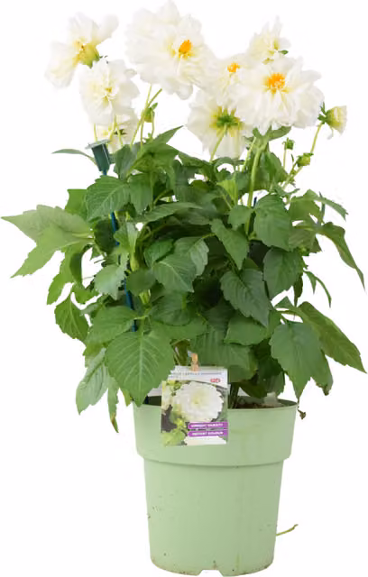 Plants by Post White Dahlia Labella Maggiore Summer Flowering Bedding Plant in 3.2L Pot