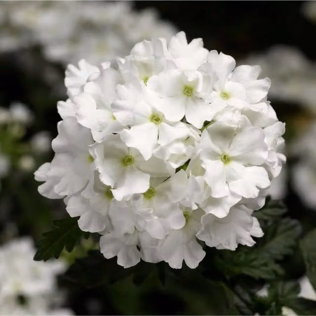 Plants By Post White Verbena Lanai Summer Trailing Bedding Plants in 3 x 3cm Pots